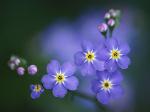 forget-me-not-0-content