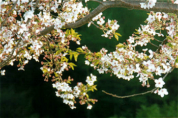 sakurabig14 sakurabig14